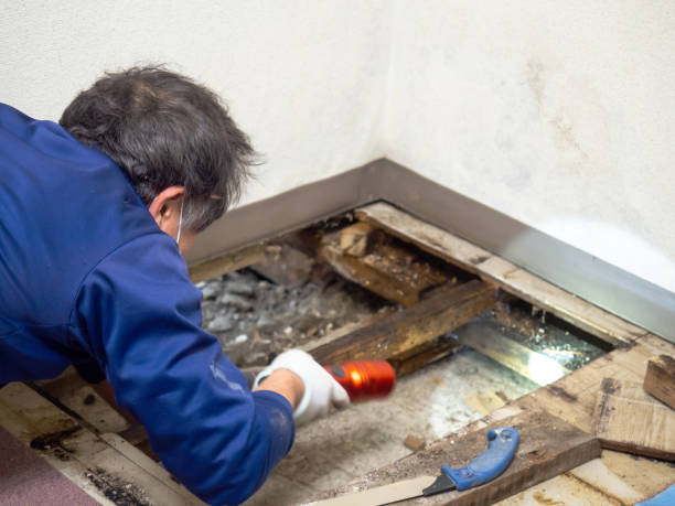 Best Mold Damage Repair  in Woodmere, LA
