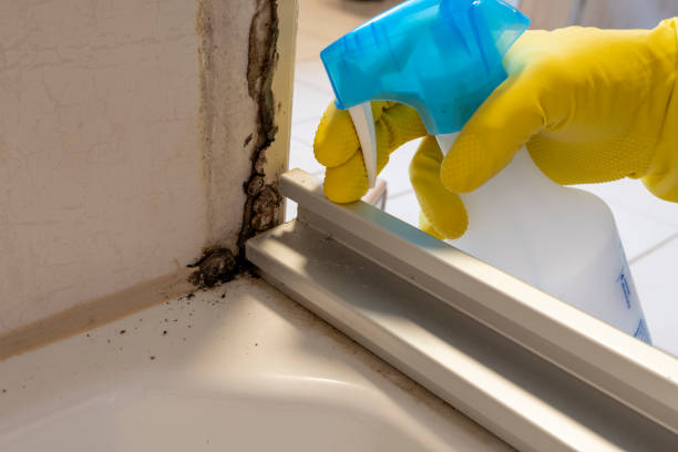 Best Commercial Mold Removal  in Woodmere, LA
