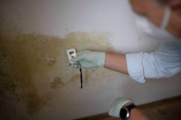 Best Crawl Space Mold Removal  in Woodmere, LA