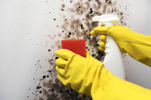 Best Commercial Mold Removal  in Woodmere, LA
