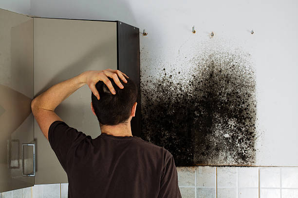 Best Local Mold Removal Service  in Woodmere, LA