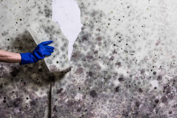 Best Affordable Mold Removal  in Woodmere, LA